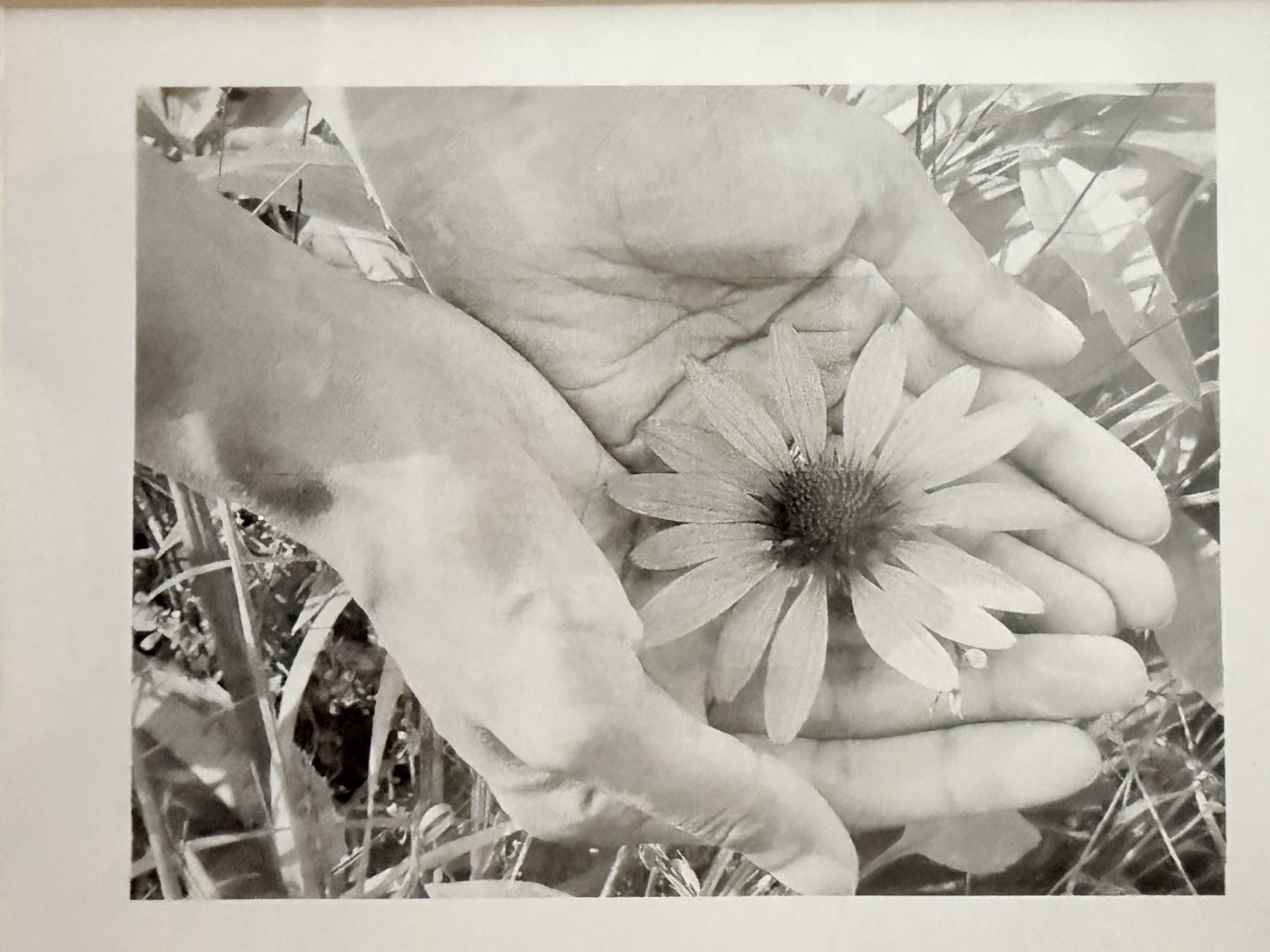 Two open hands cradling a wildflower in the grass